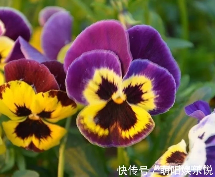 三色堇色彩鲜艳品种繁多，有着四国合成花的说法